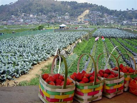 strawberry farm baguio entrance fee|5 Things to Do in Strawberry Farm Baguio .